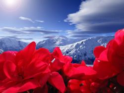 Flower & Mountains